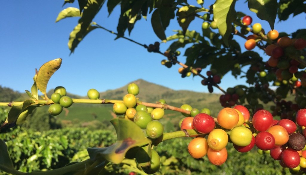 Calidad e información: Así es el café de origen