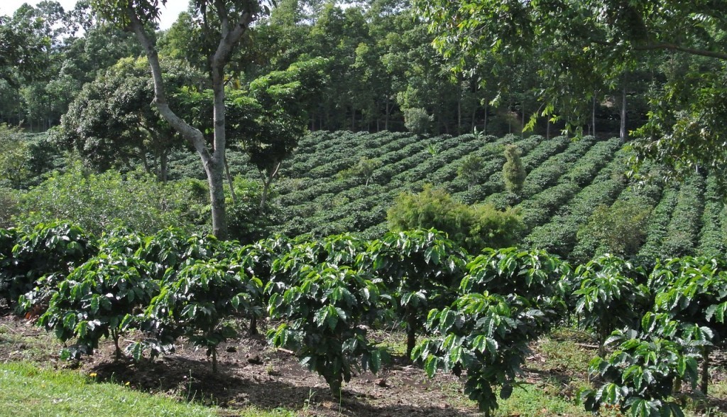 Los cafetos y el cultivo del café