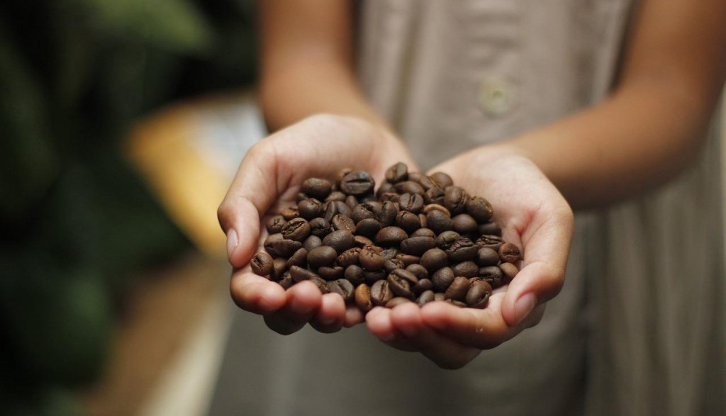 ¿Cómo se recolectan los granos de café?