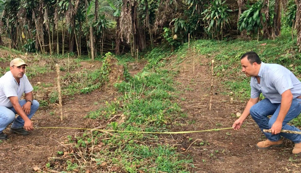 About coffee growing ... We give you some tricks to improve the yield of your coffee trees