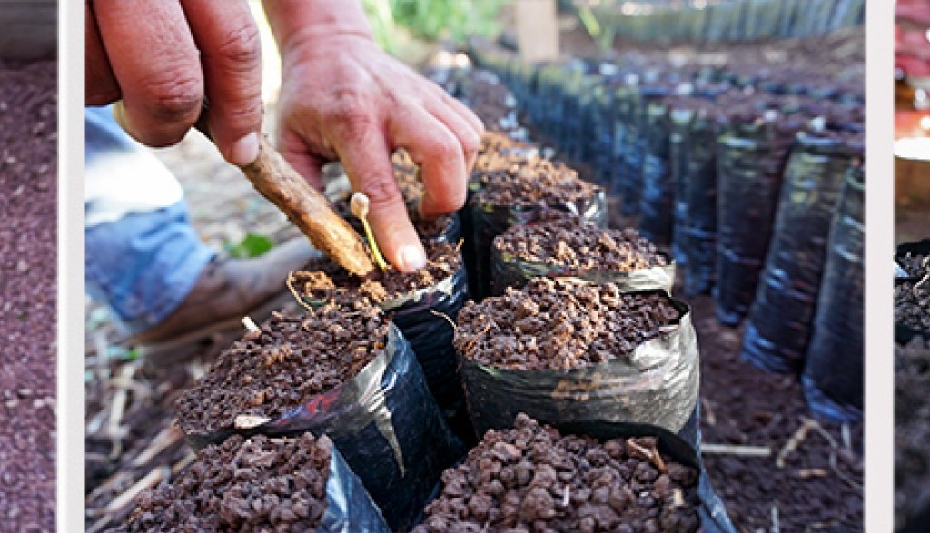 ¿Cuánto sabes sobre el cultivo del café?