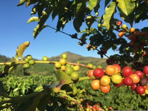 Calidad e información: Así es el café de origen