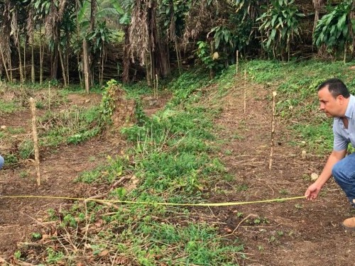 About coffee growing ... We give you some tricks to improve the yield of your coffee trees