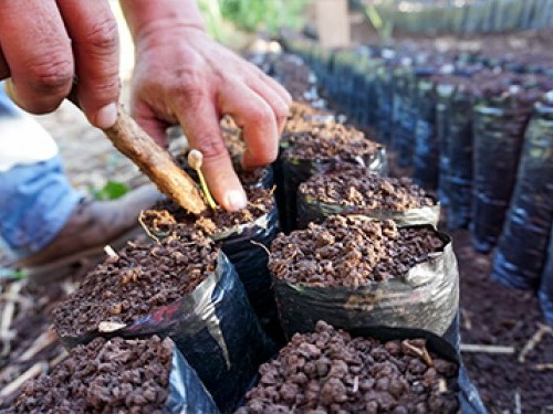 ¿Cuánto sabes sobre el cultivo del café?